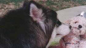 爆料狗狗打架视频播放大全,火爆打架视频大盘点  第1张